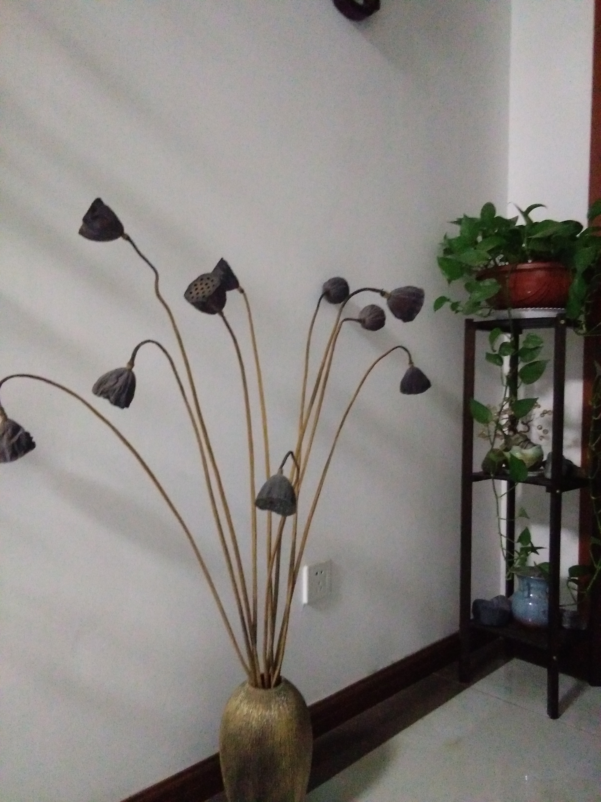 放置一盆干莲蓬.