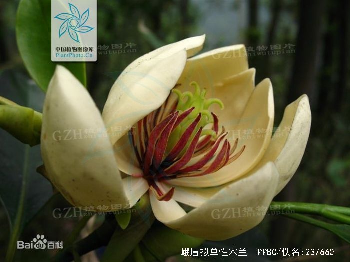 国家一级重点保护野生植物-极危种-峨眉拟单性木兰