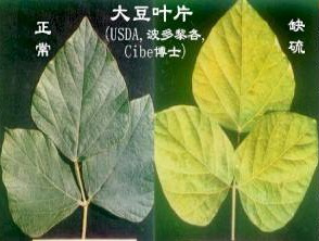 大豆出现这些症状不要慌,快看看是不是缺素症?