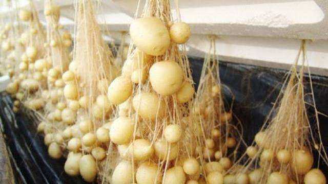 无土种植土豆不是梦!带你了解一下无土栽培土豆技术!