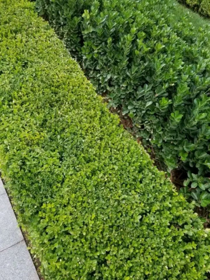 绿化带雕塑 - 热门商品专区