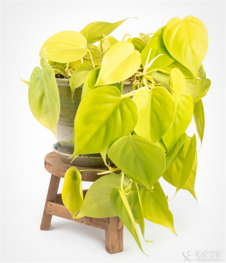 超美黄金色"绿萝"莱姆黄金葛,你值得拥有!