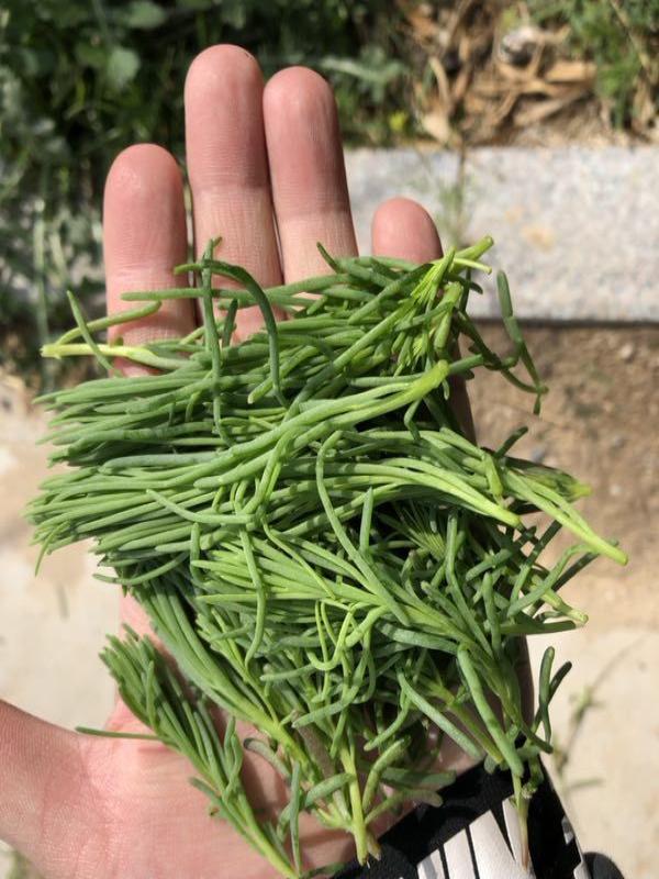 农村随处可见的蓬蓬菜,既治失眠又降血压而且还非常的美味
