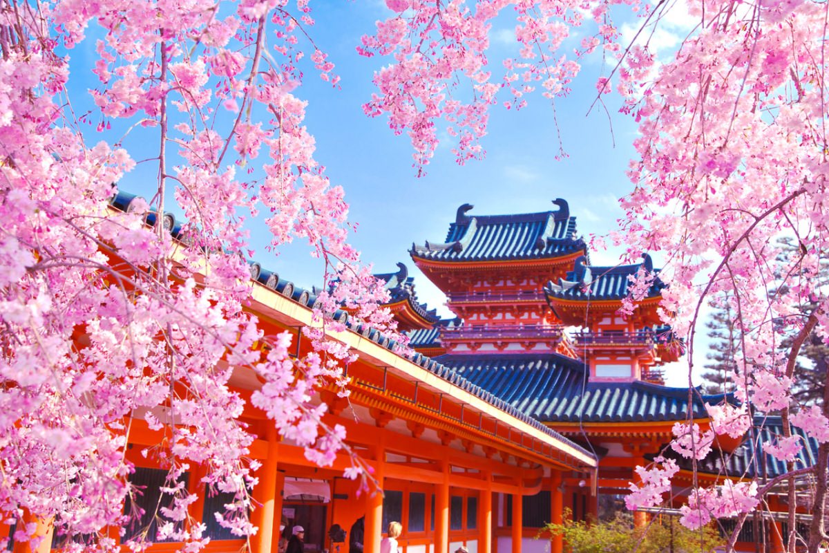 日本有名的樱花景点图片