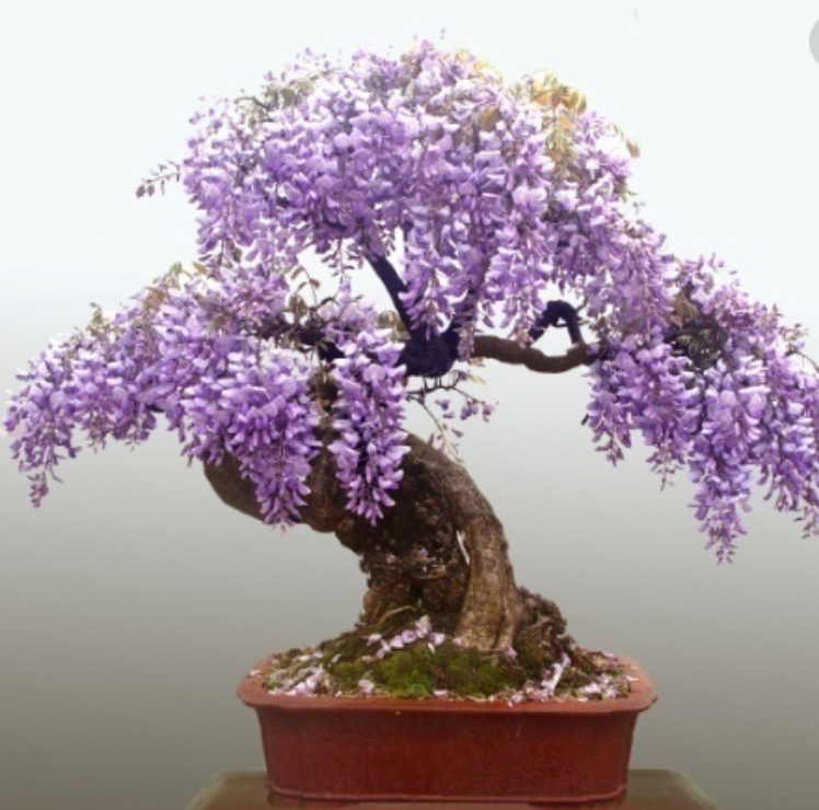 盆栽紫藤具有香味,是居室庭院栽培的优良花卉,怎样养好紫藤?