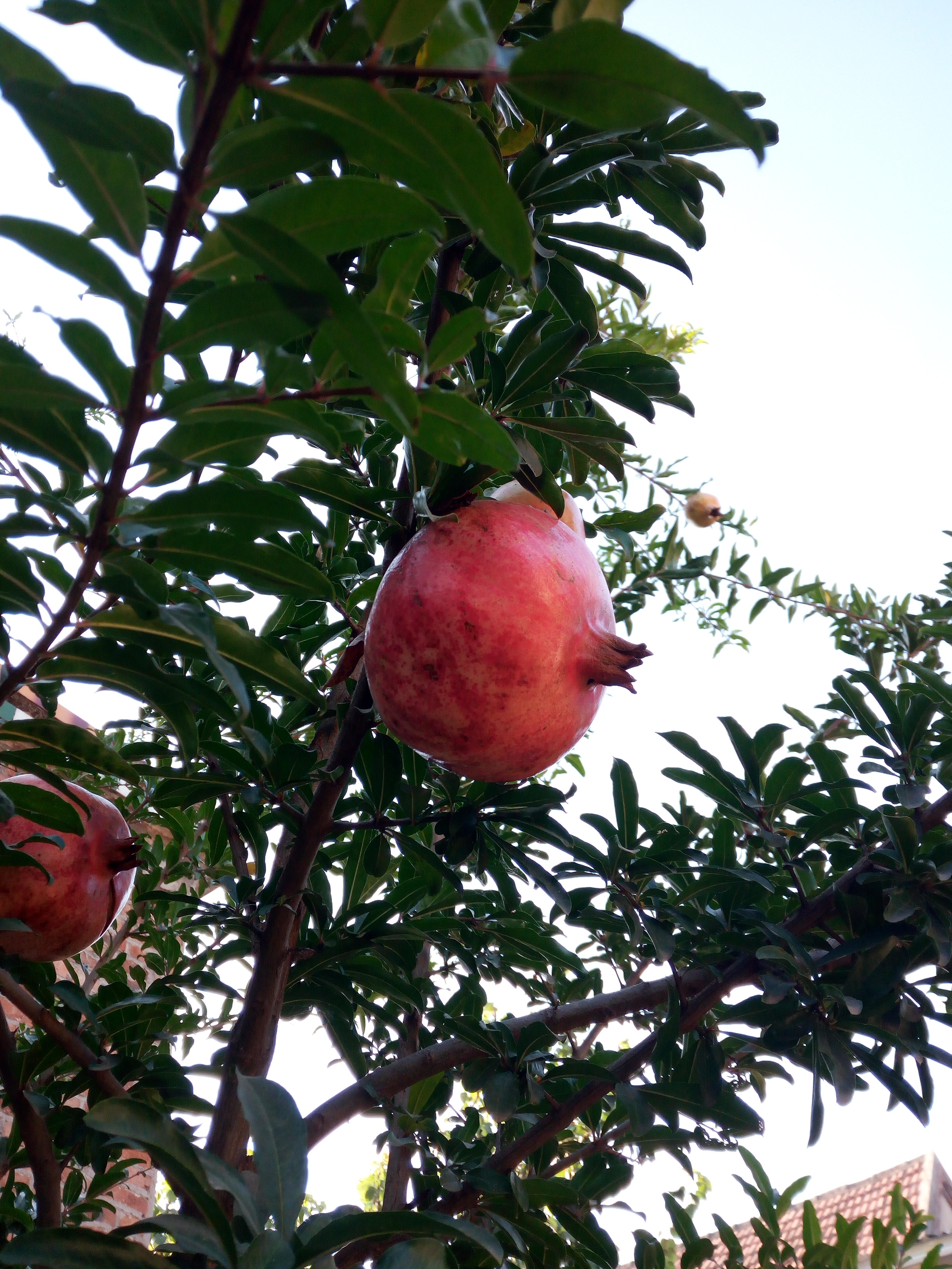 长在树上的红石榴