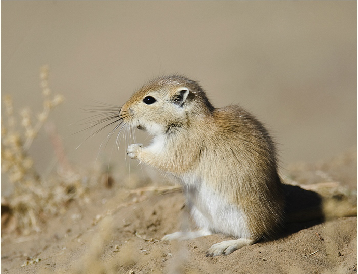 沙鼠是沙漠肉食动物的重要食物来源.