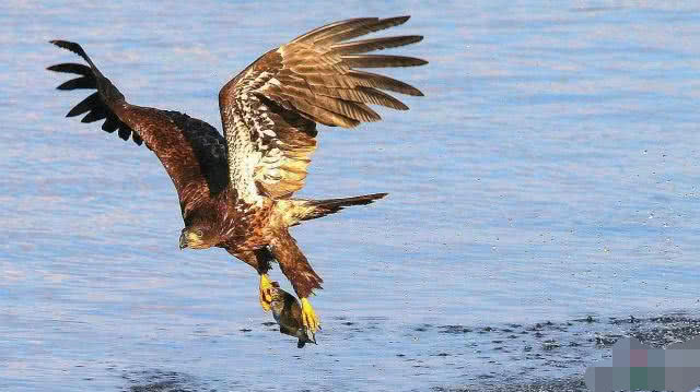 世界上最凶猛的鸟类,轻松把狼打败,你知道它的名字吗?