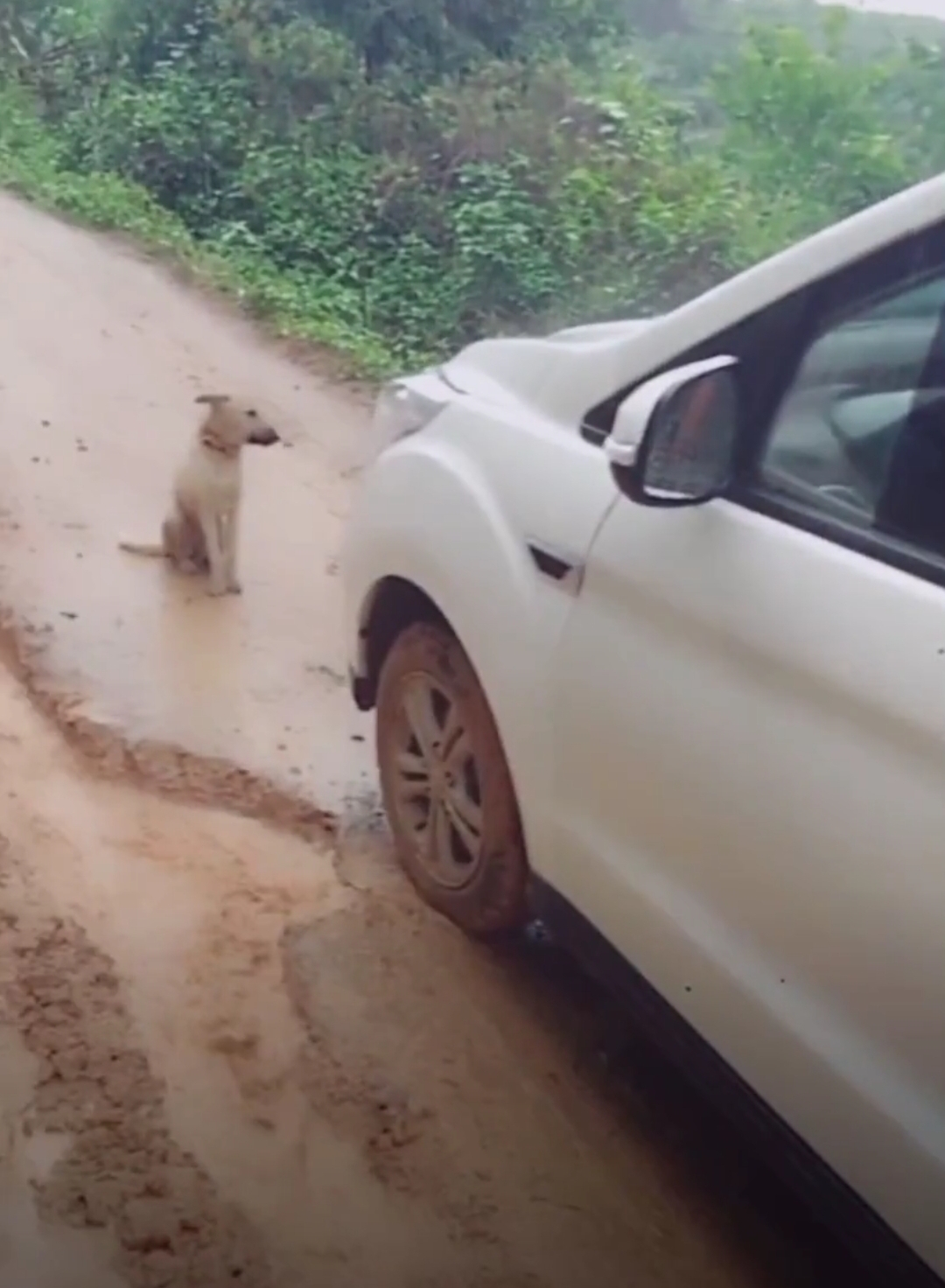回乡下遇到田园犬拦路,撵都撵不走,知道真相后瞬间感动到泪崩!