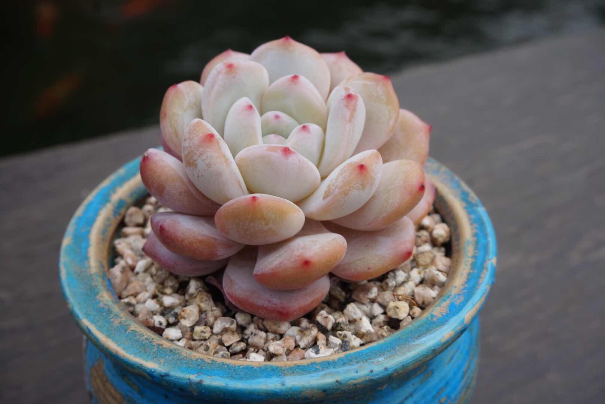 百度愛採購首頁 商品專題_插圖多肉植物,英文名succulent plant,它的