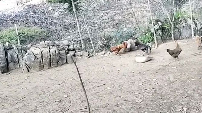 史上越南斗鸡和中国的本地土鸡打架,最终强壮的越南斗鸡彻底服输