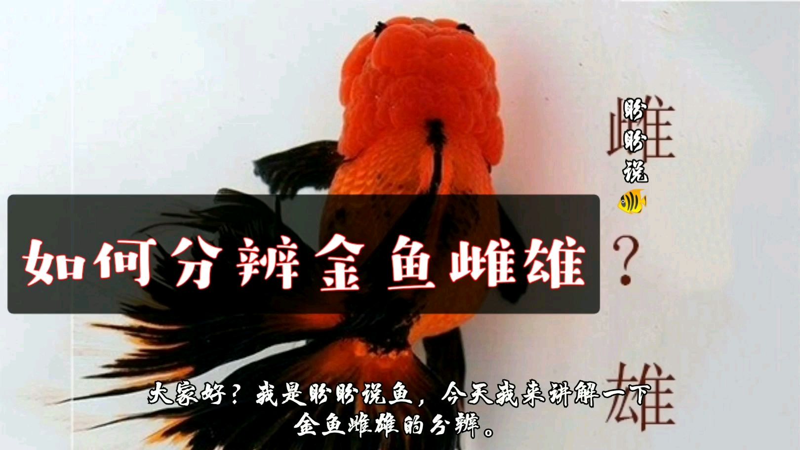 如何分辨金鱼雌雄
