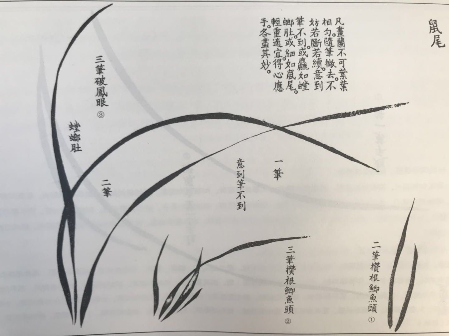 《芥子园画谱》国画兰花作画技法之撇叶法