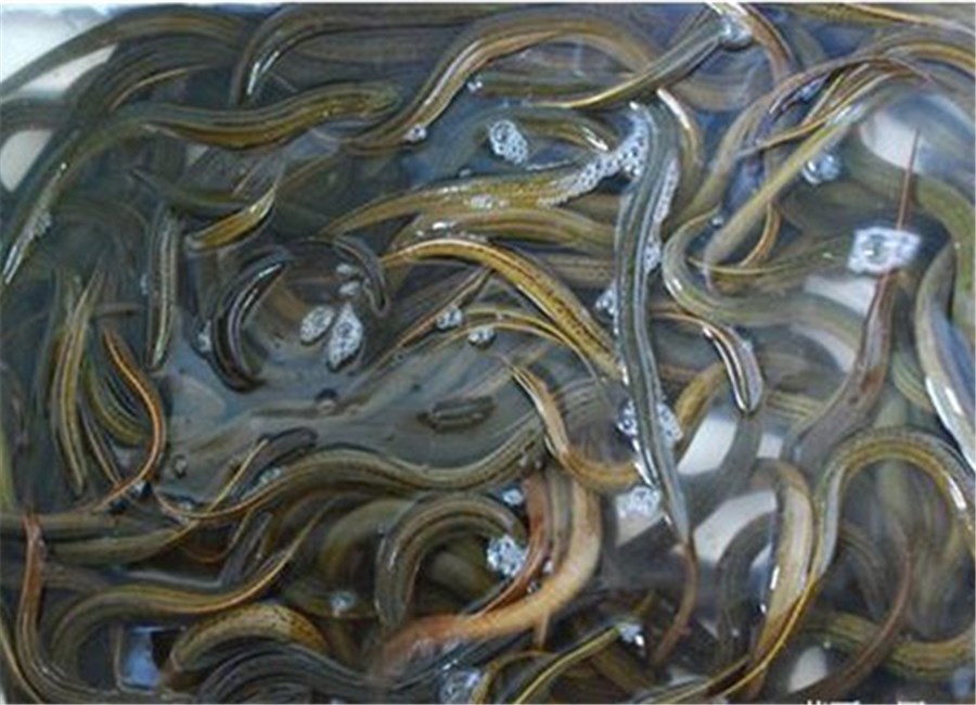 百度爱采购首页 商品专题_泥鳅(二)鳅种培育: 泥鳅品种是商业泥鳅育种