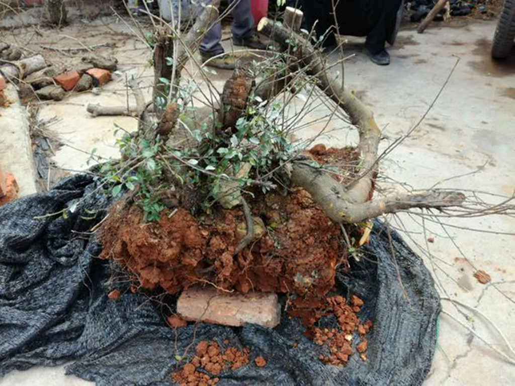 养好铁马鞭下山桩不容易,掌握这5个步骤,你也轻松玩转下山桩!