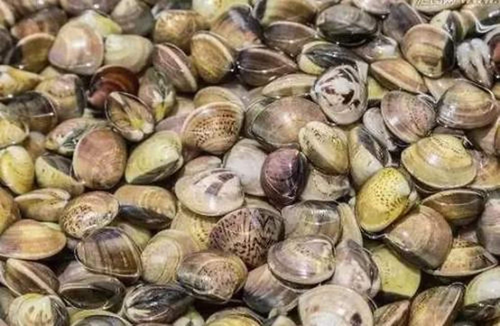 城市身边事#【青岛美食】胶州湾杂色蛤,学名叫菲律宾蛤仔或马尼拉蝌