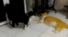 两只猫在打架,其中一只不太会打,它一动就笑死了!