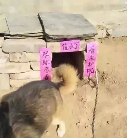 网友过年回家,想要找小狗玩,可看到狗窝上的对联忍不住笑到胃疼.
