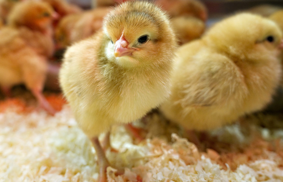 雏鸡分辨公母:怎么鉴别雏鸡的公母?这些方法看完就会了