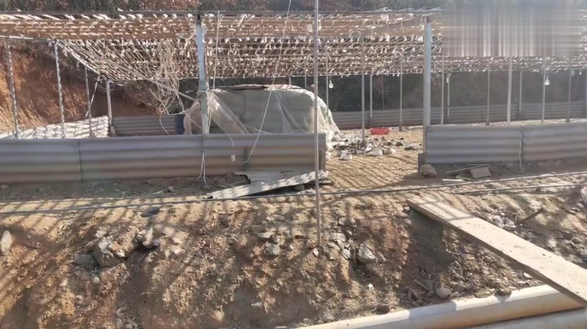 10000只鸭苗大冬天孵养脱温,这才叫技术