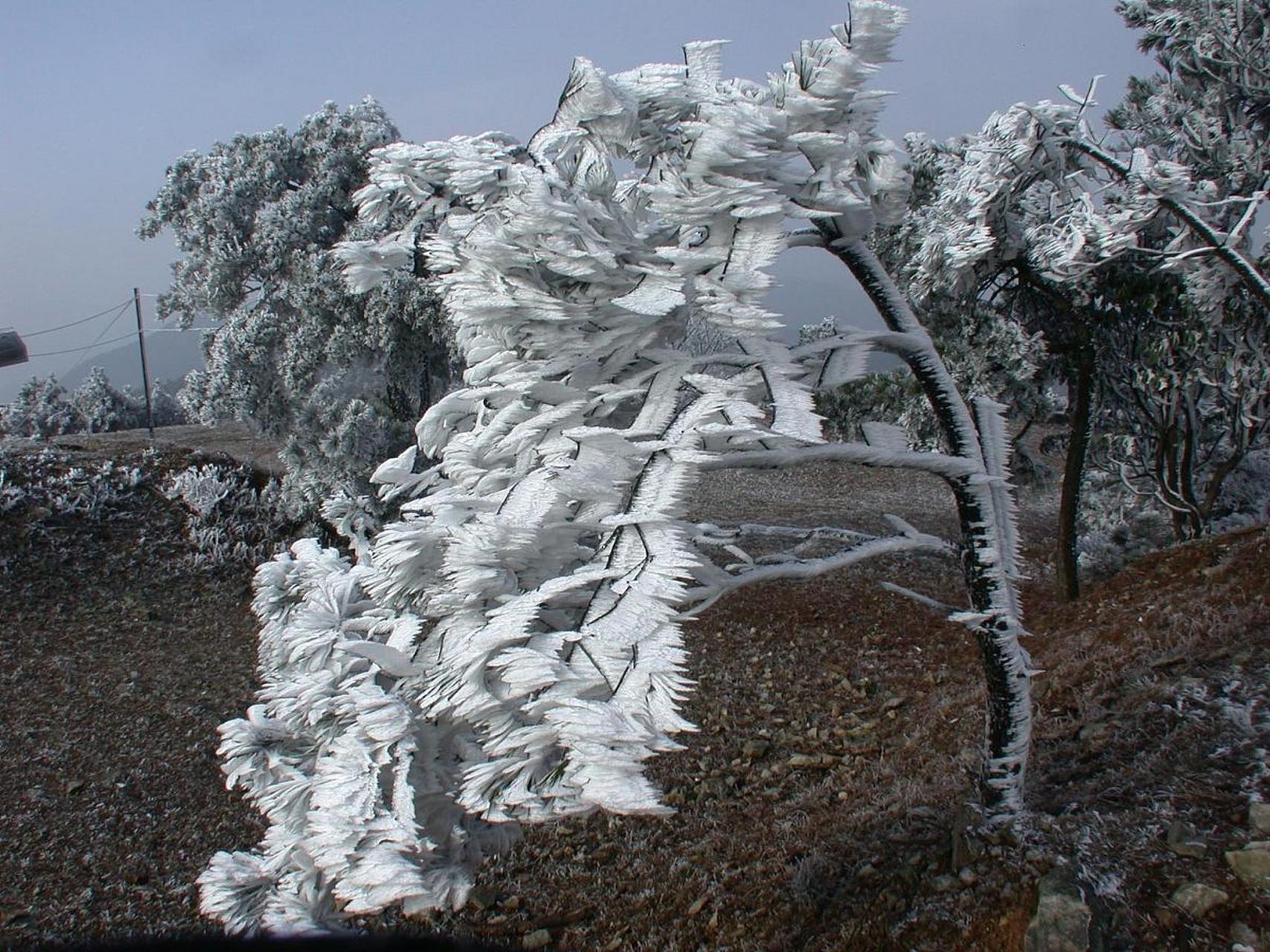 南岳衡山雪松图片