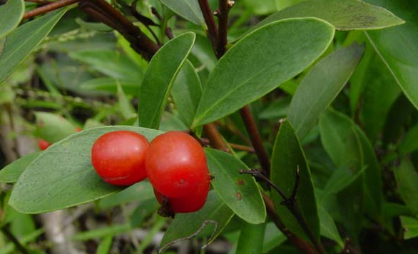 皇帝赐名"紫金鞭"的植物,果实看起来很可口,却不能直接吃