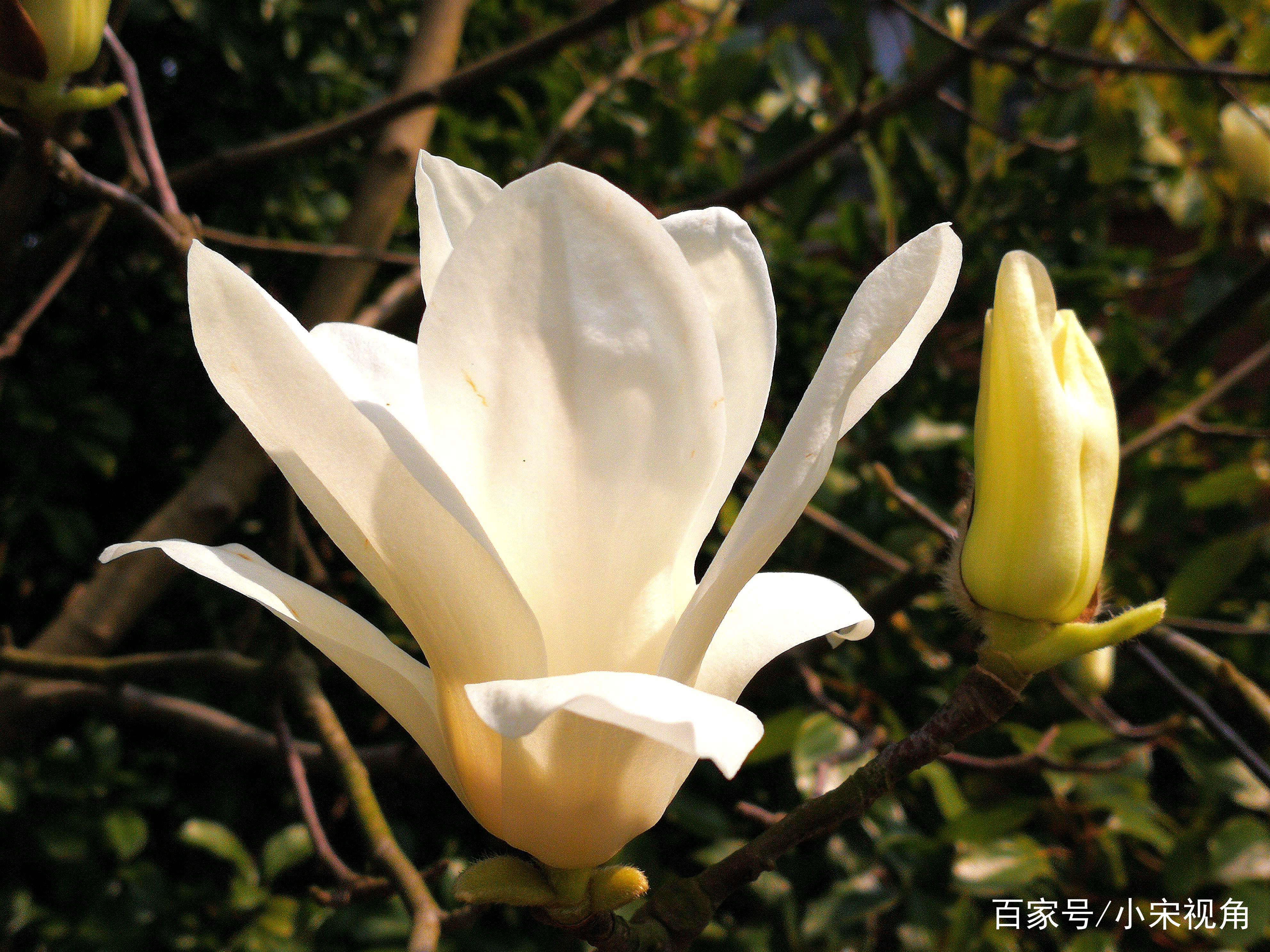 上海的市花是什么（上海的市花是什么花）