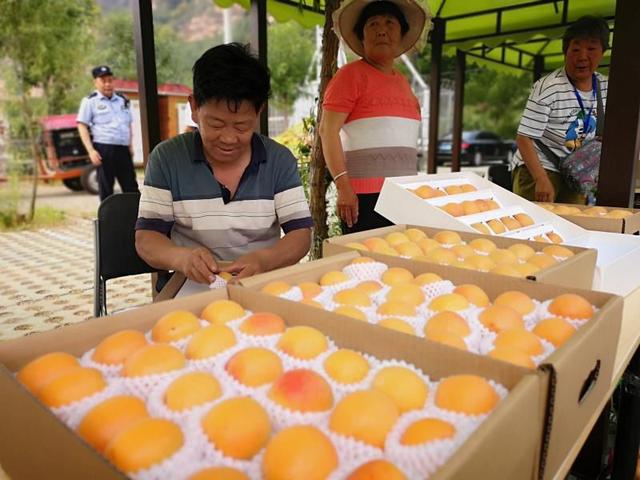 平谷北寨红杏进入采摘期 可供采摘,购买至7月中上旬