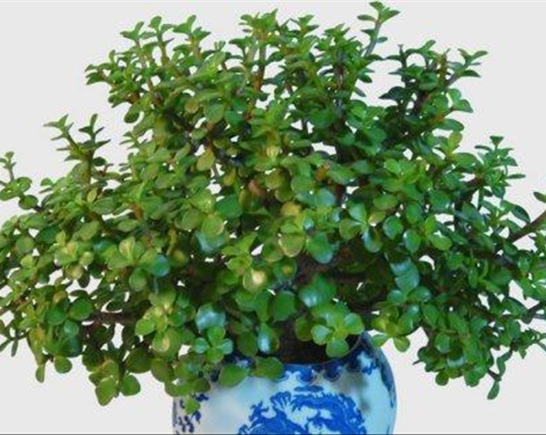 马齿苋草 - 热门商品专区