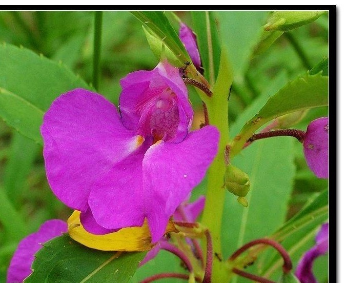 常见植物知识普及——紫花无距凤仙花