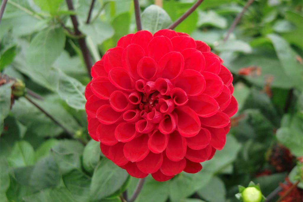 热情灿烂的大丽花.