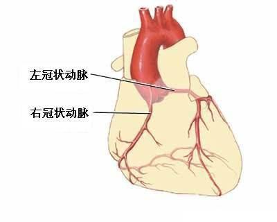心脏三根血管图片