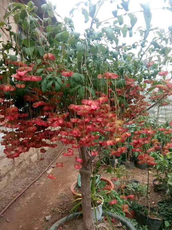 1种树养盆里,满枝挂着"金蝴蝶",人称"摇钱树",能长2米高