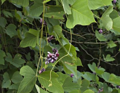 葛根,粗壮藤本,长可达8米,全体被黄色长硬毛,茎基部木质,有粗厚的块状