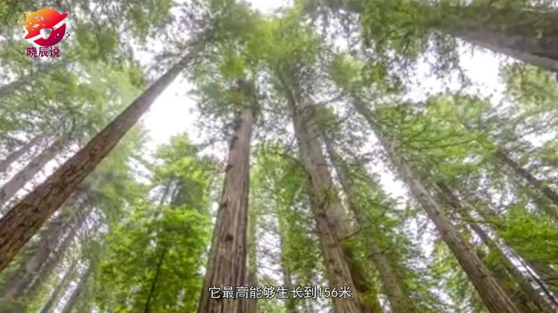 世界上最高的树,澳洲杏仁桉树,足足有人类50层楼房高,旅游,旅途风光,好看视频