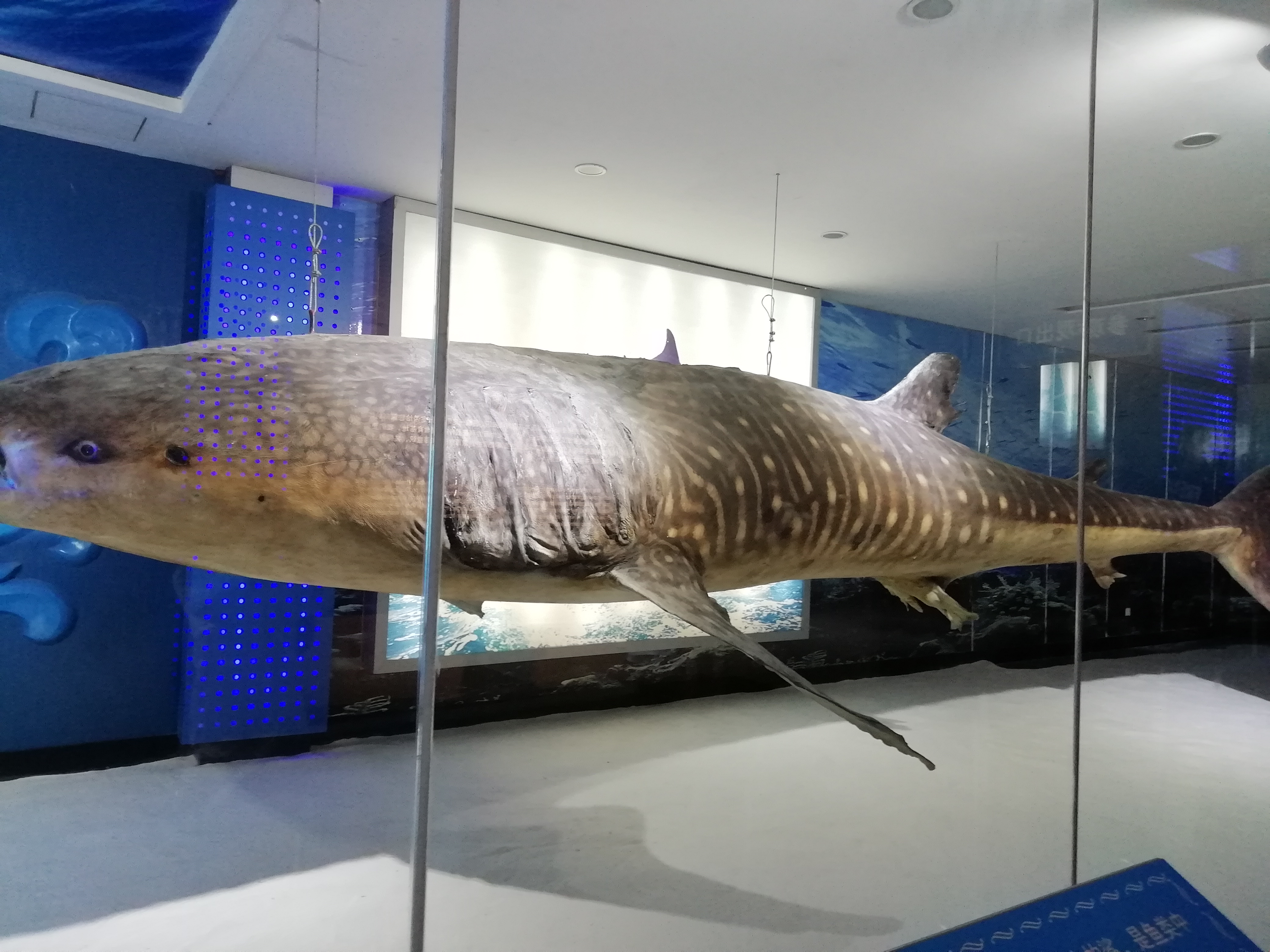 神奇的威海刘公岛鲸馆,有抹香鲸,还有世界最大的鱼!