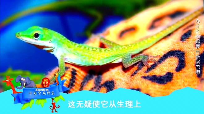 蜥蜴自断尾巴所为哪般?