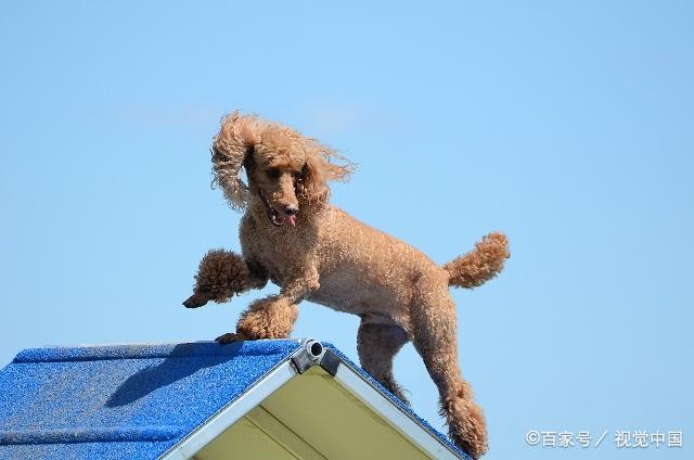 如何更好的訓練小型犬?不懂狗的人要了解這幾點