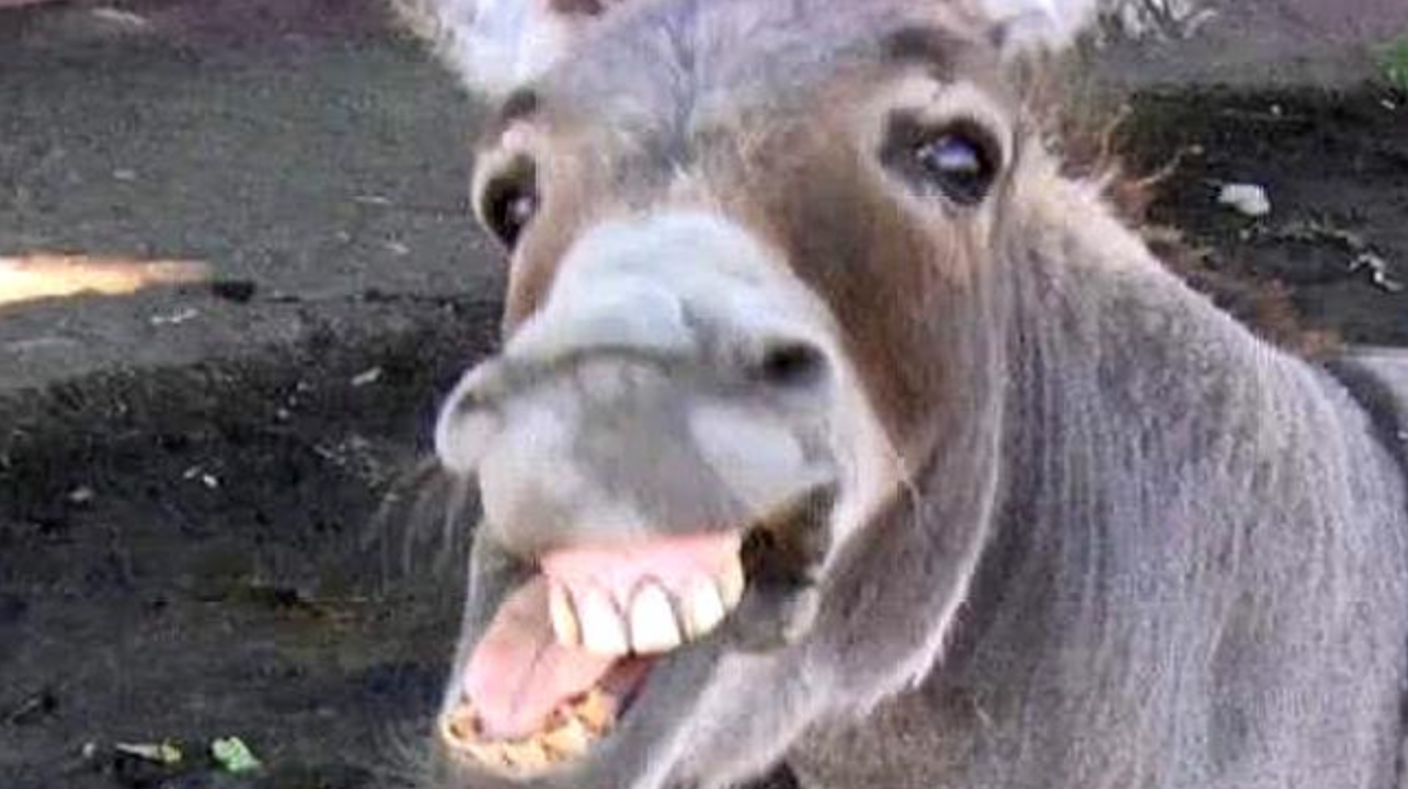 美国当年泛滥成灾的野驴卖到中国,如今却成保护动物