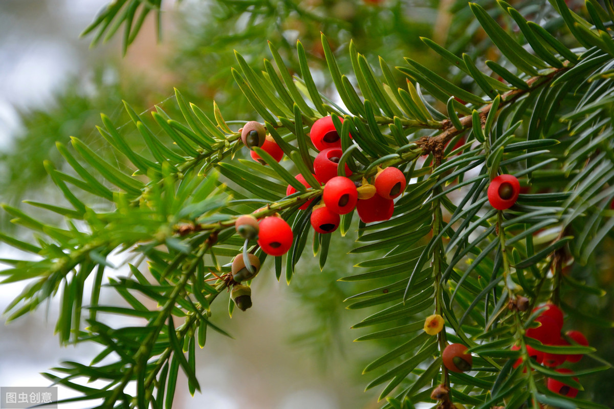 南方红豆杉田间播种繁殖方法