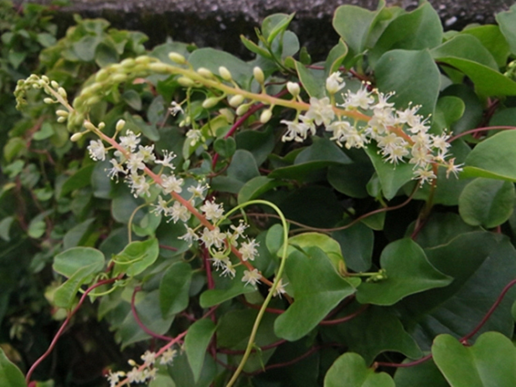 落葵薯,当年四处泛滥的入侵物种,如今20多一斤很受欢迎