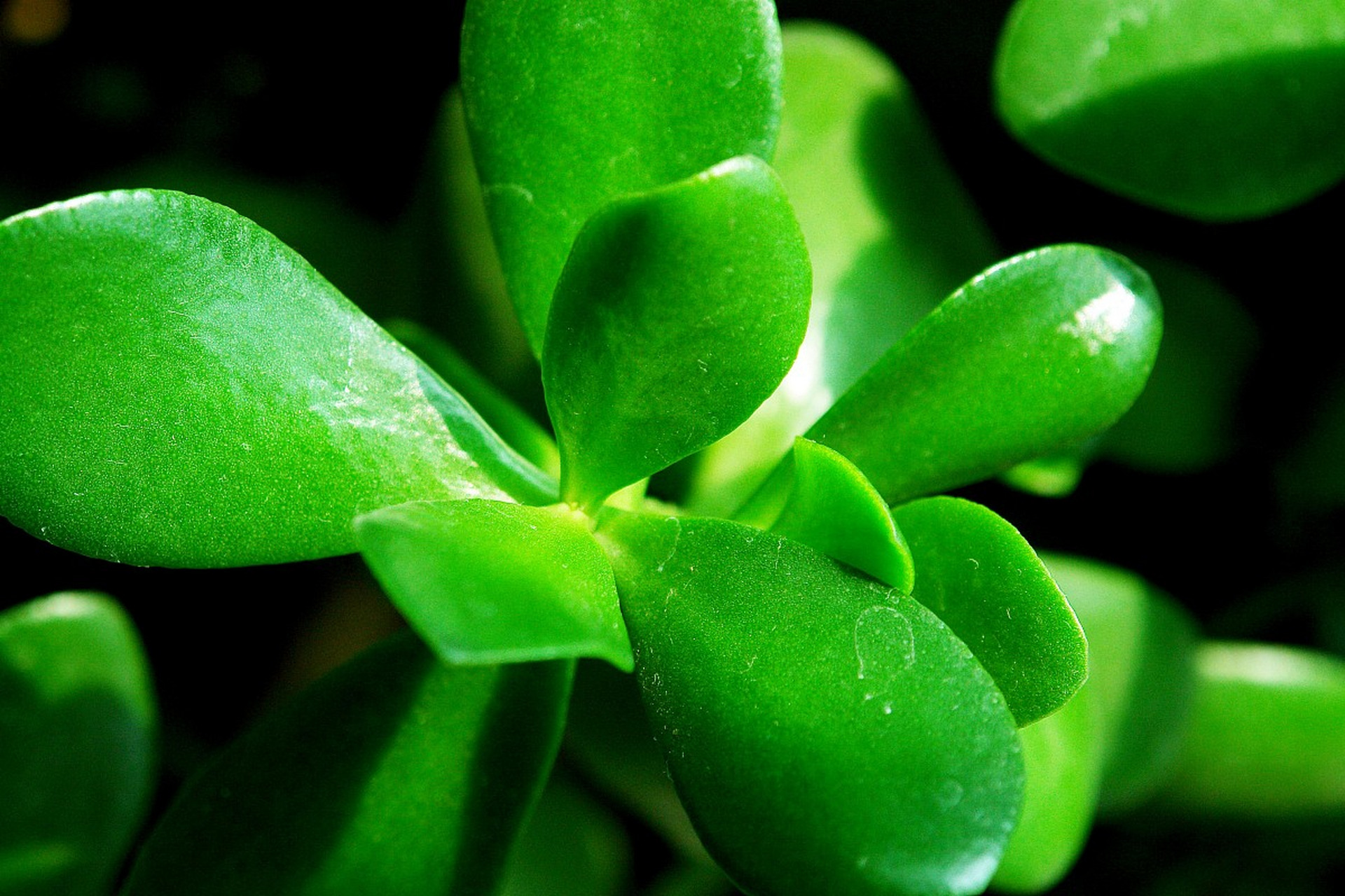 万年青,又称万年青草,是一种常绿植物,属于百合科万年青属.