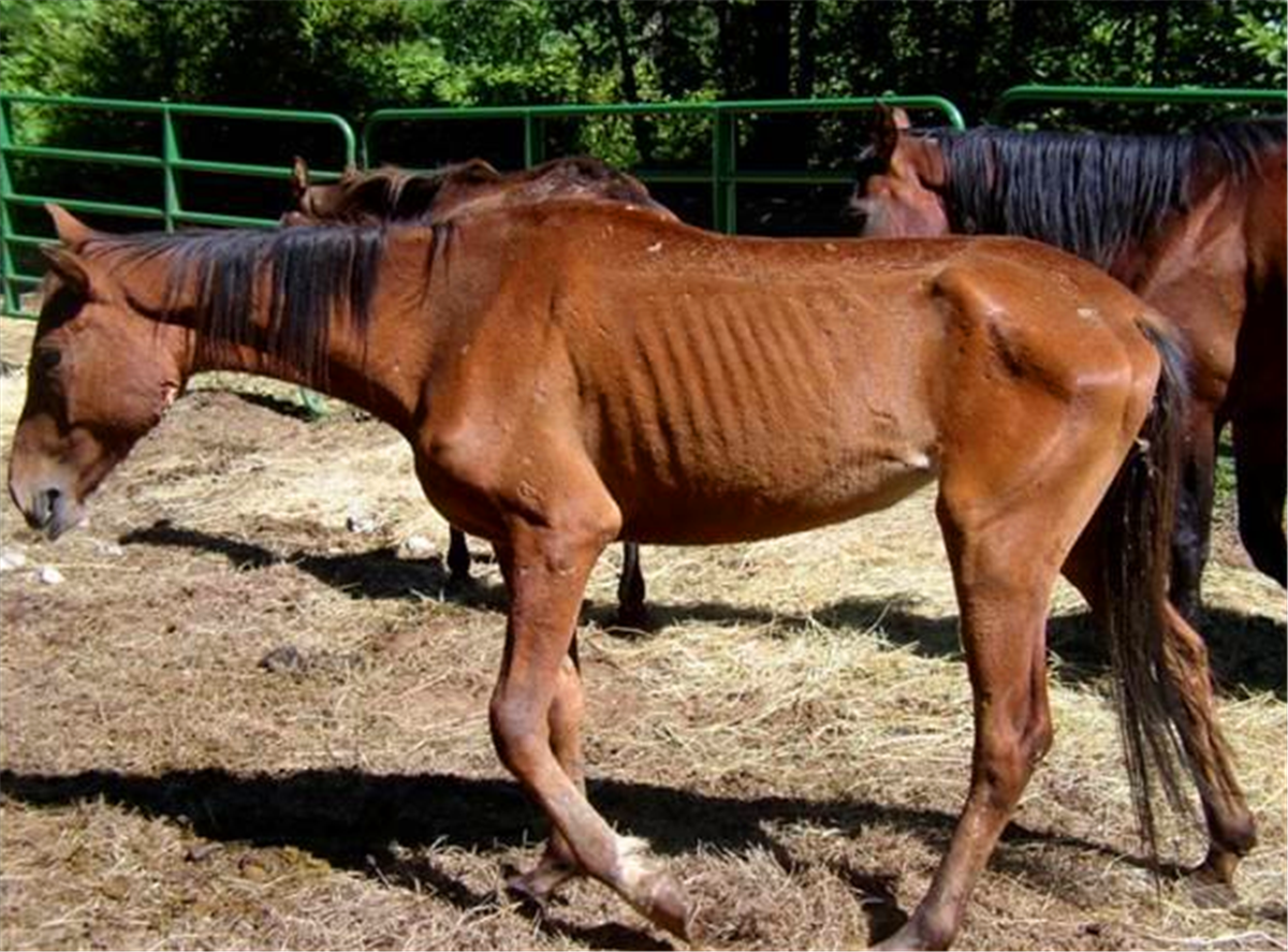 农村俗语"马行无力皆因瘦",下半句道破人性,古人的话耐人寻味