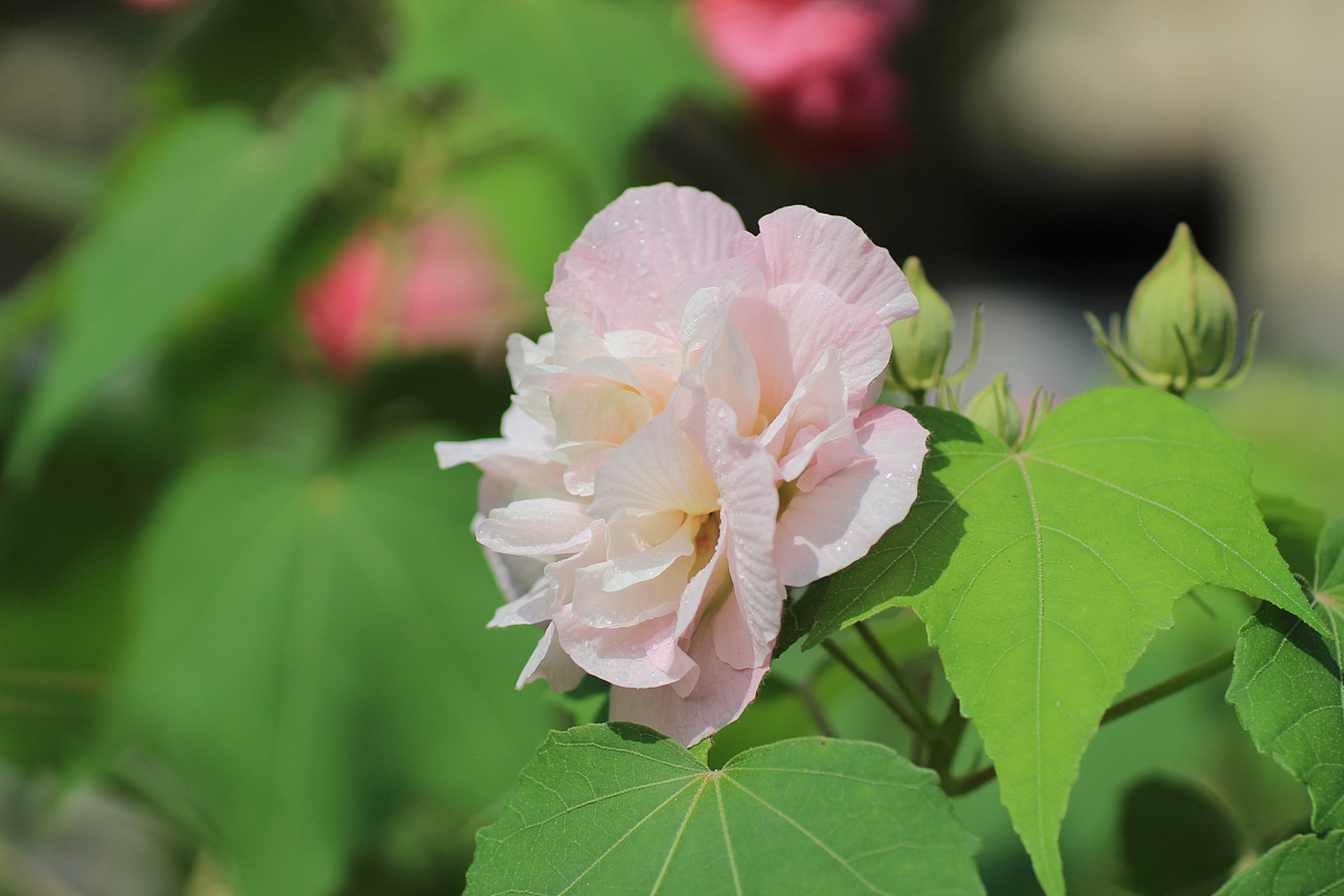 拒霜花花语图片