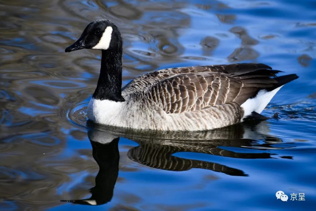 「长知识」动物园水禽湖冬天下饺子,雁鸭鹅鹭你能认得几种?