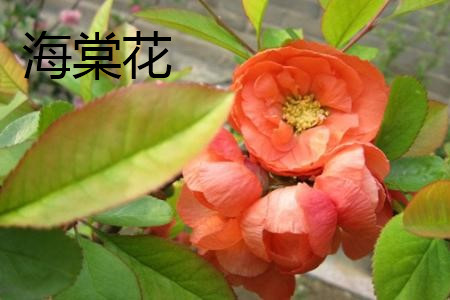 4月发文:海棠花和樱花应该如何区别