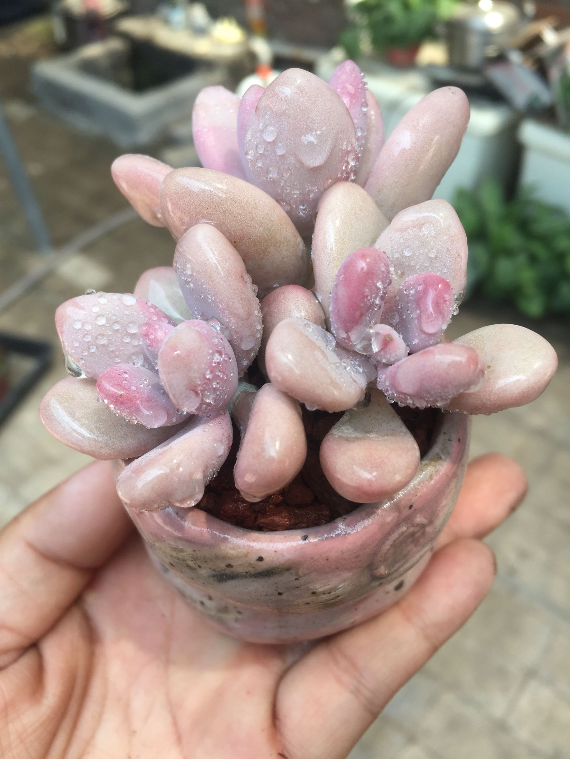 多肉桃之卵长气生根是好事还是坏事?只需2招,根旺爆盆不掉叶