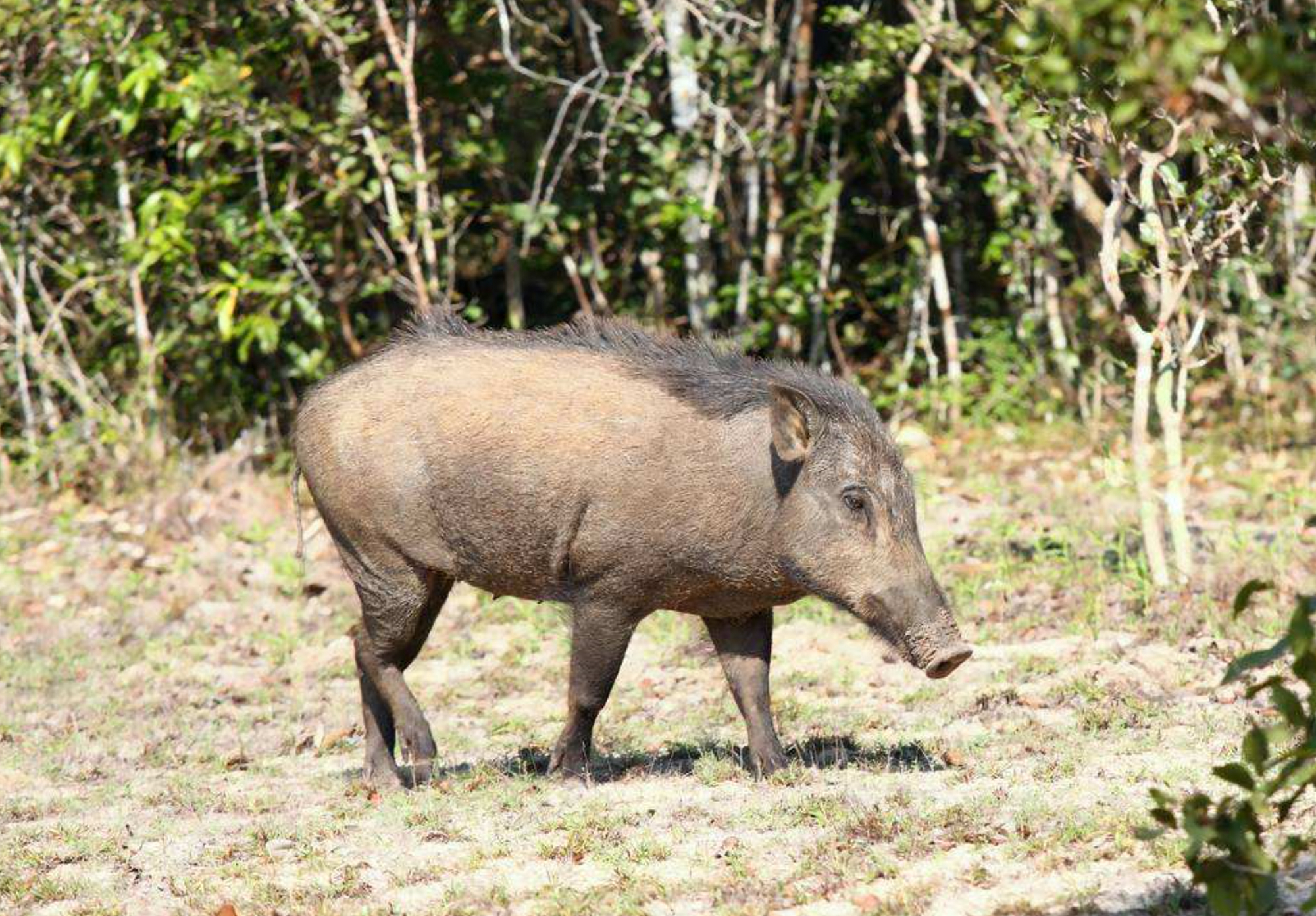 成年野猪的战斗力到底有多强?为何老虎都不敢惹它?看完长见识了