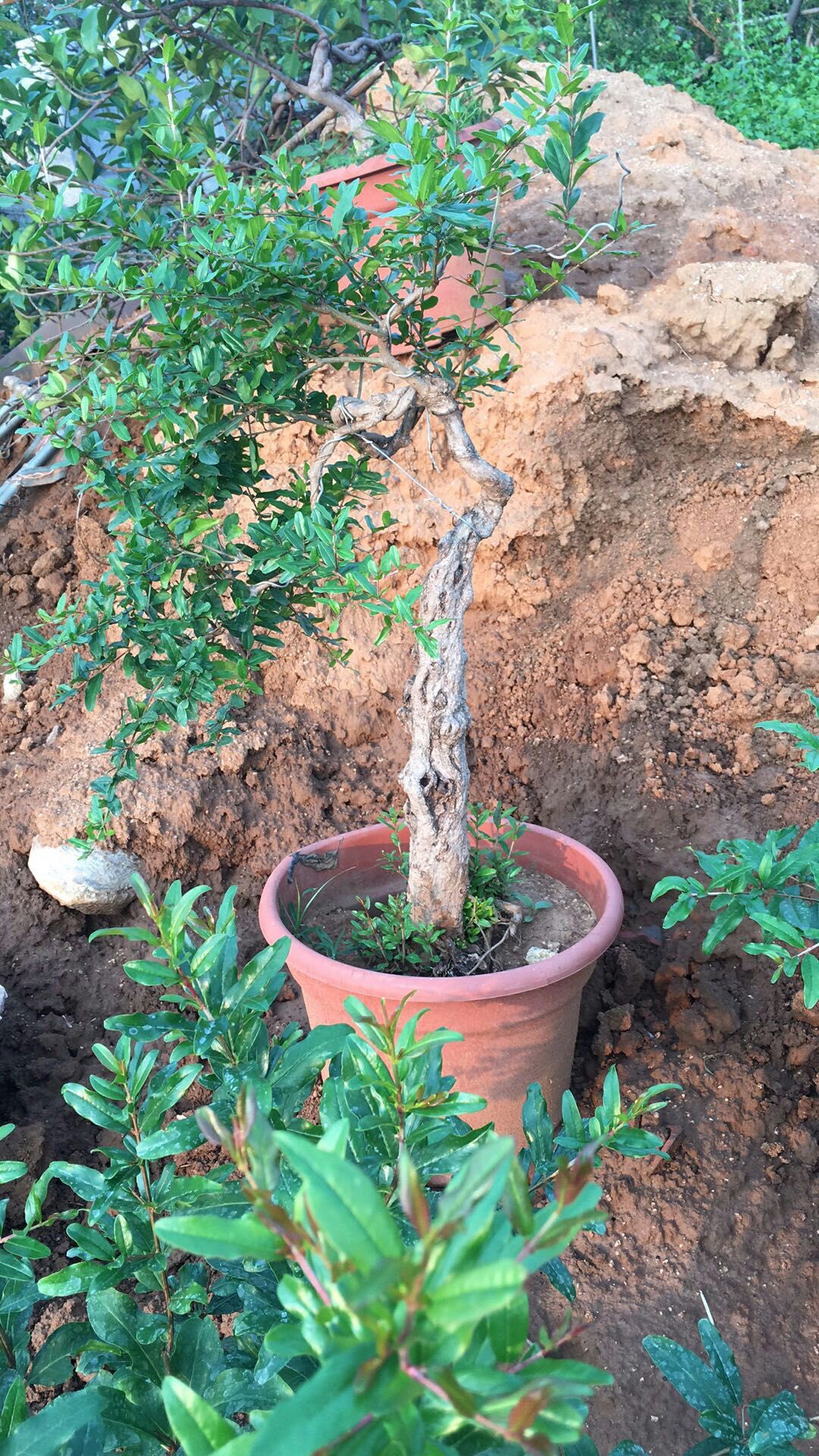 各种造型石榴树盆景,多子多福