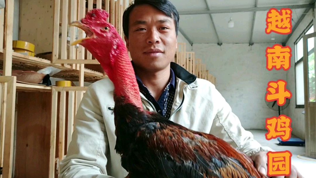 今天给大家看一只越南斗鸡,5.6斤小号鸡,欢迎批评指正